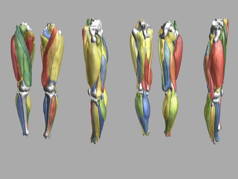 3D render of automated muscle segmentation labels generated using a CNN UNET.